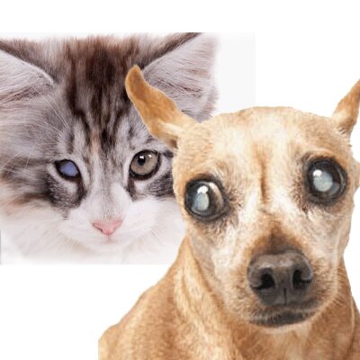 Катаракта у собак и кошек